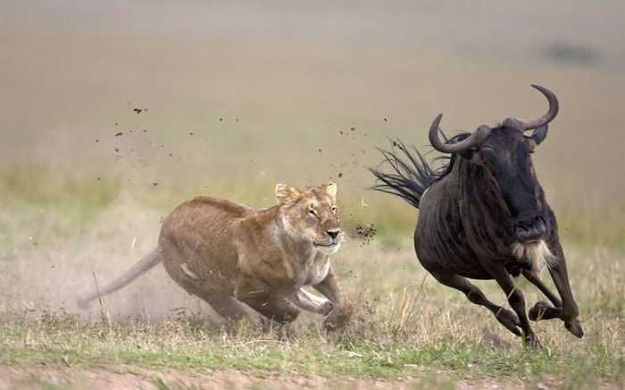 Animal Olympics by Paul Goldstein (28 pics)