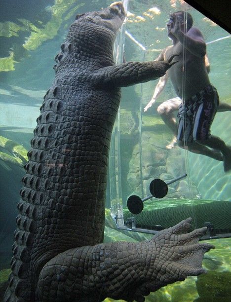 Diving with Crocodiles (6 pics)