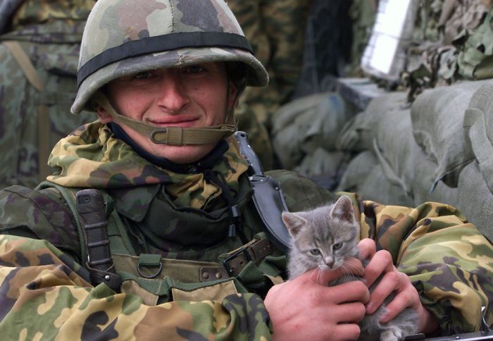 Cats at War (30 pics)