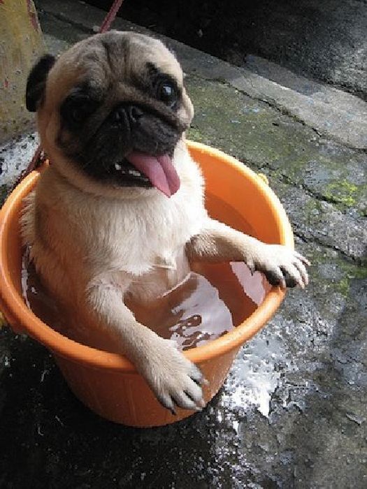 Acid Picdump (98 pics)