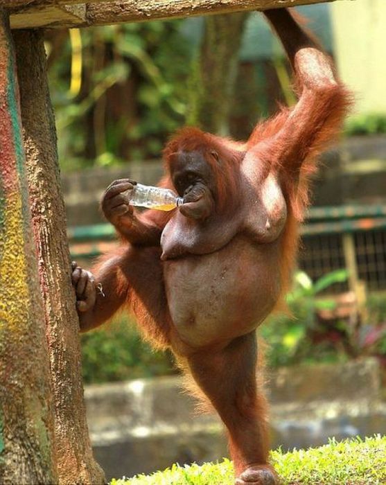 Acid Picdump (98 pics)