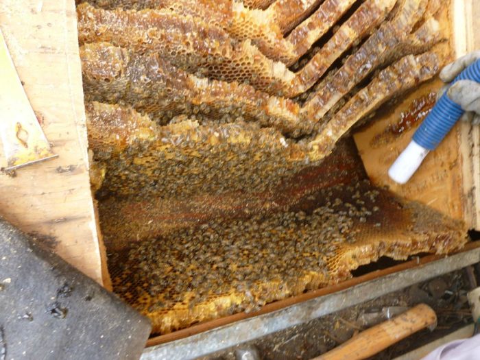 Bees in the Roof (6 pics)