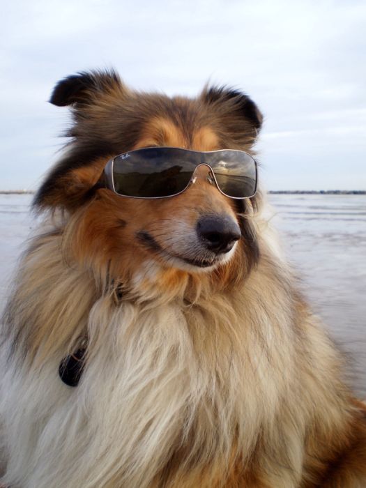 Dogs Wearing Sunglasses (65 pics)
