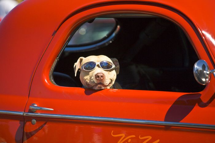 Dogs Wearing Sunglasses (65 pics)
