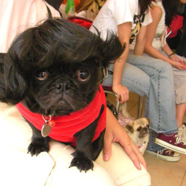 Dogs In Wigs (50 pics)