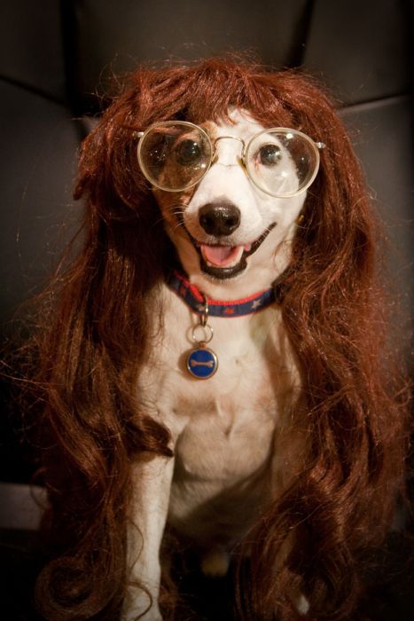 Dogs In Wigs (50 pics)
