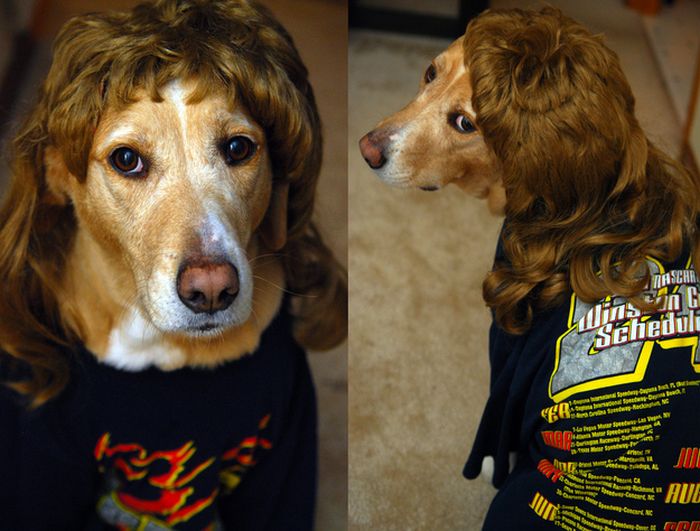 Dogs In Wigs (50 pics)