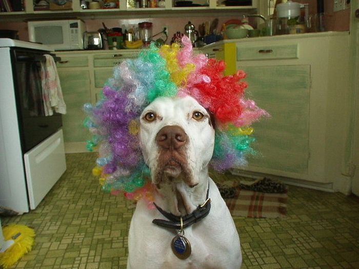 Dogs In Wigs (50 pics)