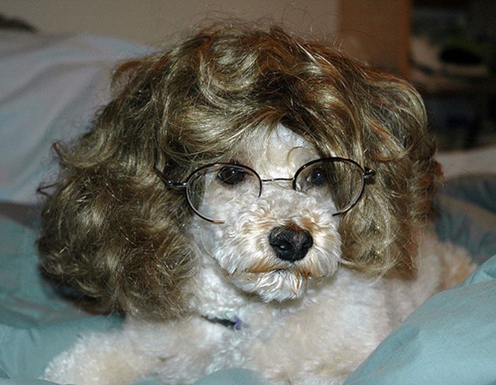 Dogs In Wigs (50 pics)