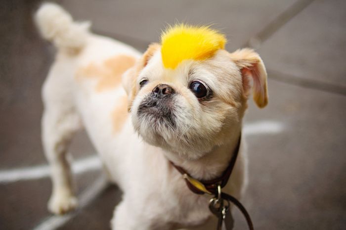 Dogs In Wigs (50 pics)