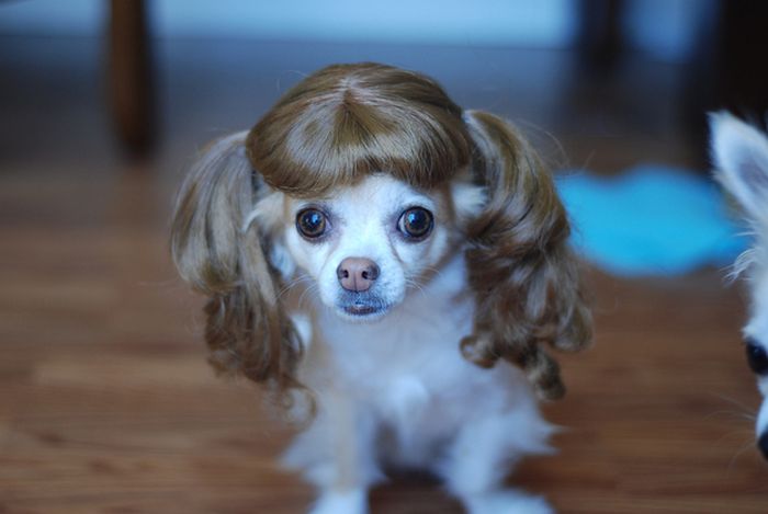 Dogs In Wigs (50 pics)