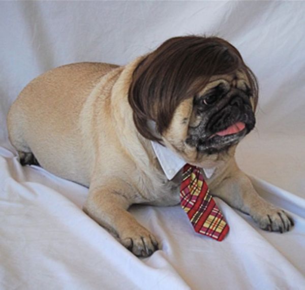 Dogs In Wigs (50 pics)