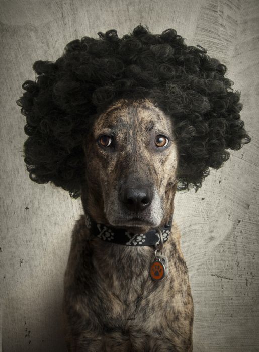 Dogs In Wigs (50 pics)