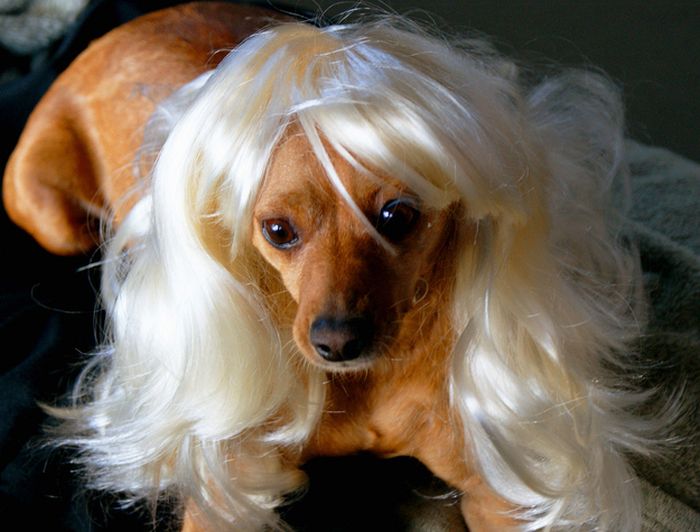 Dogs In Wigs (50 pics)