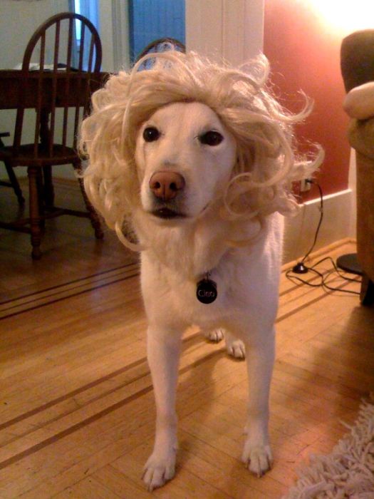 Dogs In Wigs (50 pics)