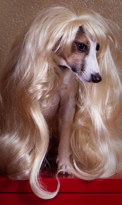 Dogs In Wigs (50 pics)