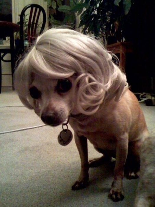 Dogs In Wigs (50 pics)