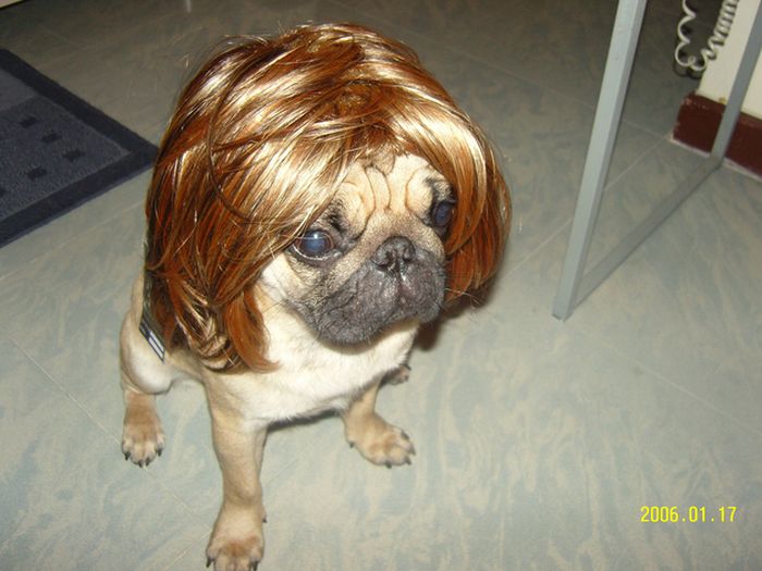 Dogs In Wigs (50 pics)