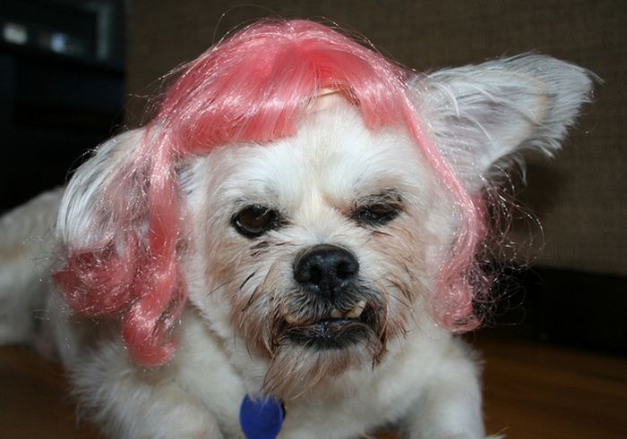 Dogs In Wigs (50 pics)