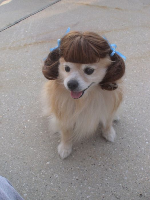 Dogs In Wigs (50 pics)