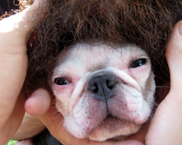 Dogs In Wigs (50 pics)