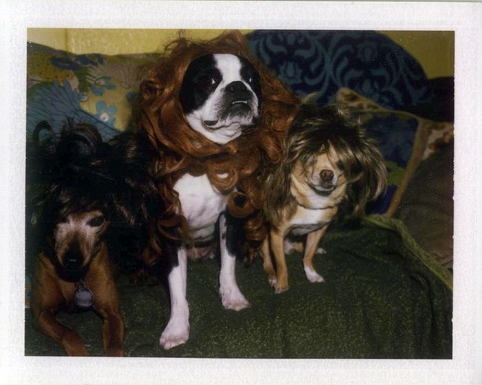 Dogs In Wigs (50 pics)