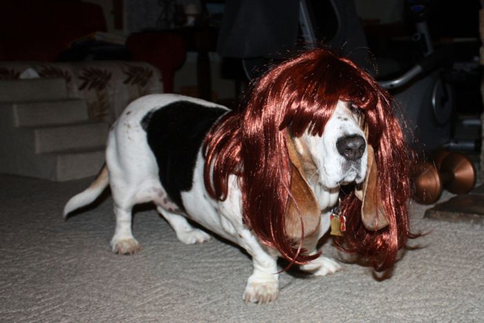 Dogs In Wigs (50 pics)