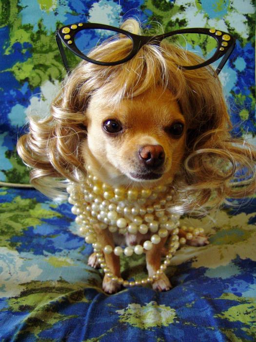 Dogs In Wigs (50 pics)