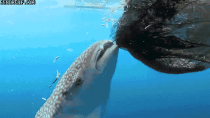 Acid Gifdump (16 gifs)
