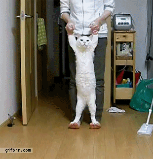 Acid Gifdump (16 gifs)