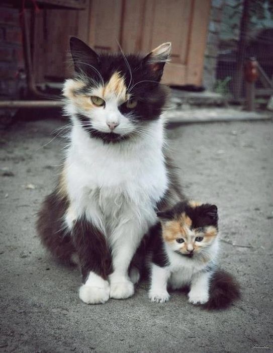 Acid Picdump (110 pics)