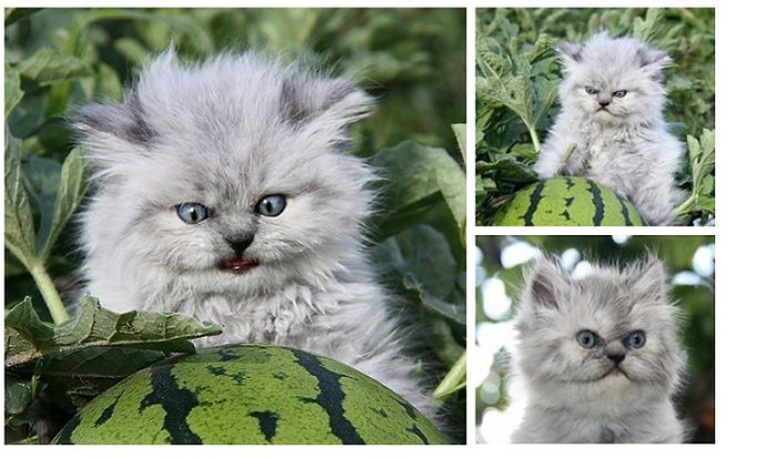 Acid Picdump (110 pics)
