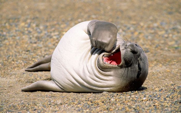 Acid Picdump (110 pics)