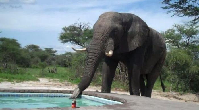 What Happens When You Build a Pool Somewhere in Africa (5 pics)