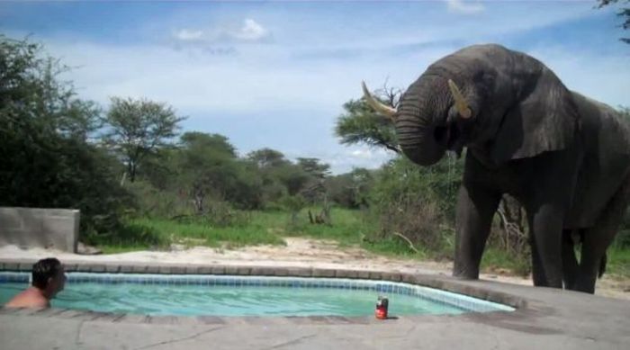 What Happens When You Build a Pool Somewhere in Africa (5 pics)