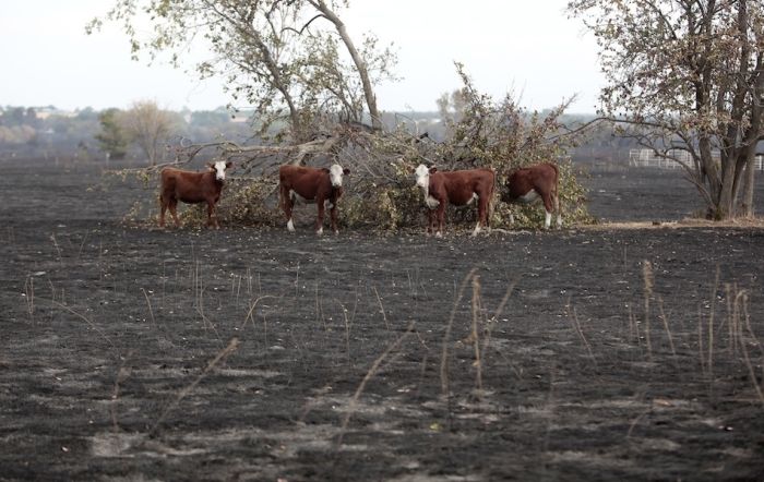 Wildfires in Oklahoma (31 pics)