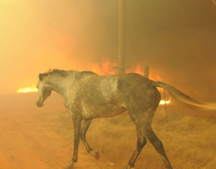 Wildfires in Oklahoma (31 pics)