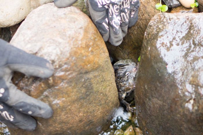 The Rescue of a Baby Squirell (12 pics)