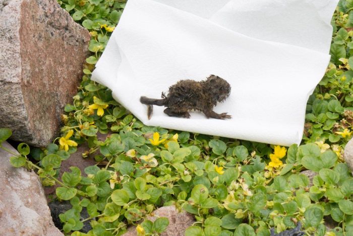The Rescue of a Baby Squirell (12 pics)