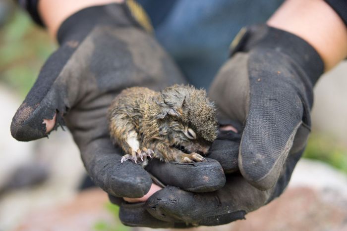 The Rescue of a Baby Squirell (12 pics)