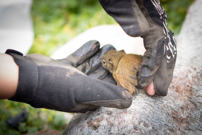 The Rescue of a Baby Squirell (12 pics)