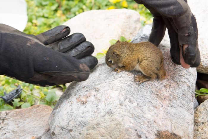 The Rescue of a Baby Squirell (12 pics)