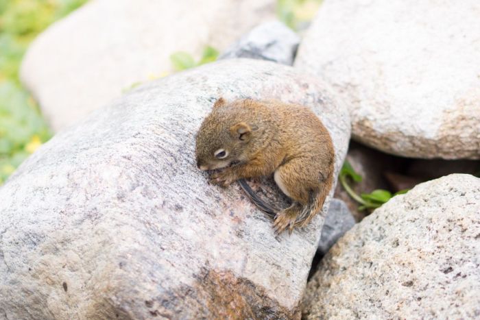 The Rescue of a Baby Squirell (12 pics)