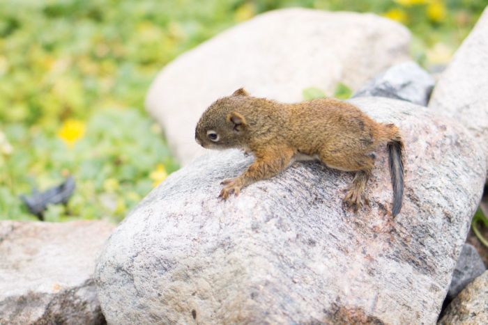 The Rescue of a Baby Squirell (12 pics)