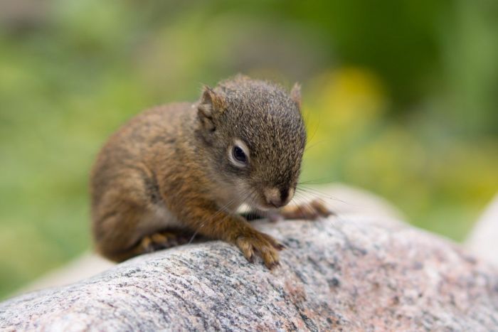 The Rescue of a Baby Squirell (12 pics)