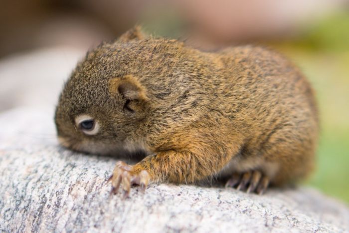 The Rescue of a Baby Squirell (12 pics)