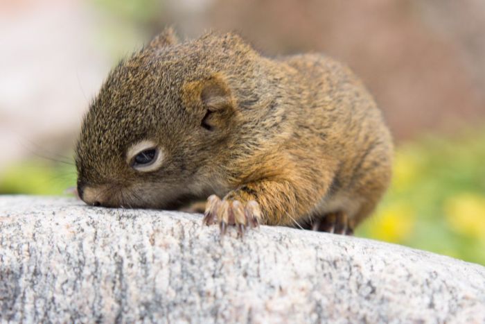 The Rescue of a Baby Squirell (12 pics)