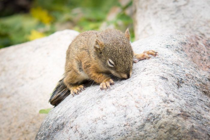 The Rescue of a Baby Squirell (12 pics)
