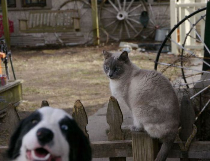 The Ultimate Animal Photobombs Collection (84 pics)