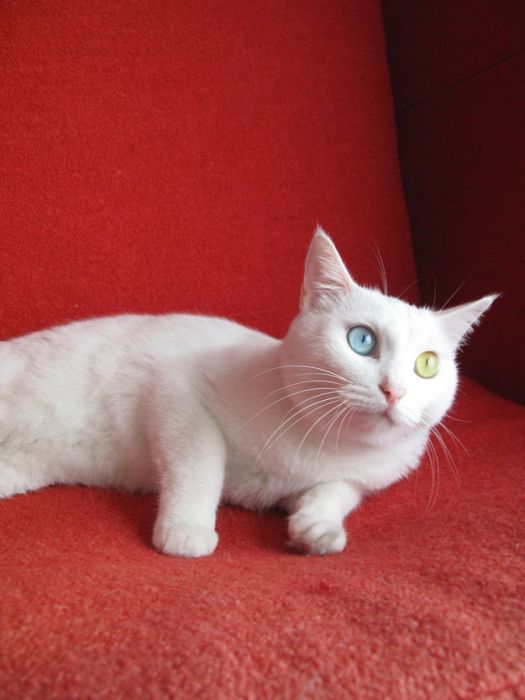 Cats With Heterochromia Iridum (60 pics)